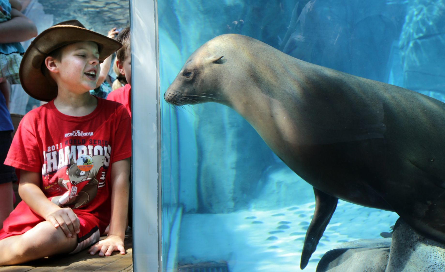 Sea Lion Sound opens at St. Louis Zoo
